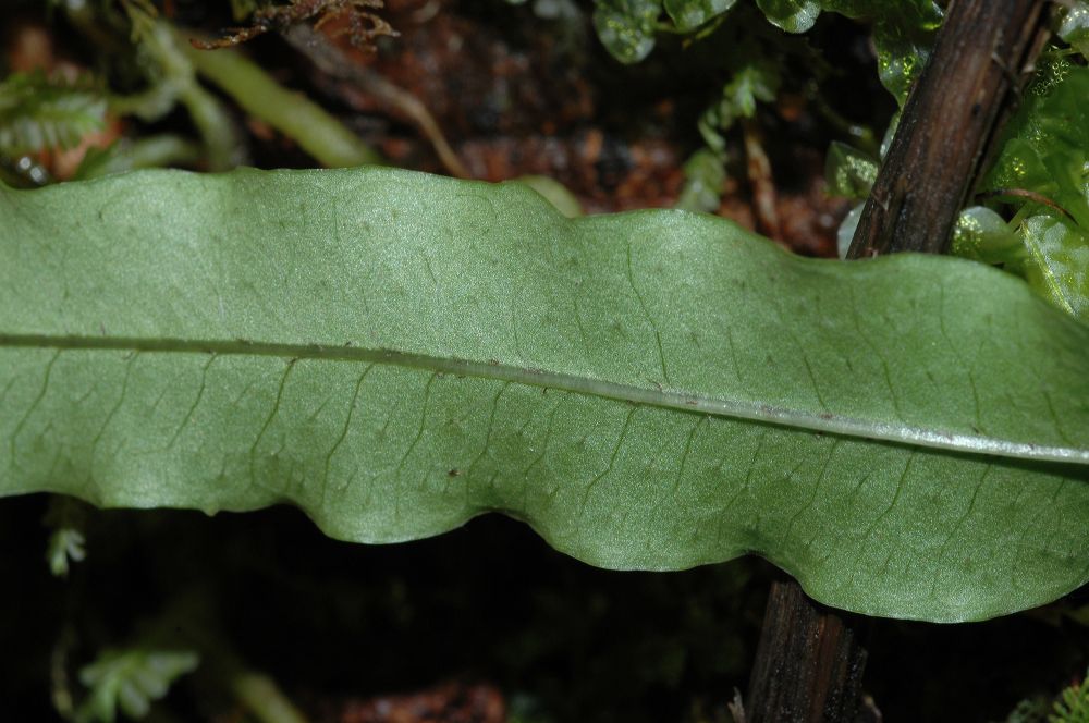 Polypodiaceae Campyloneurum falcoideum