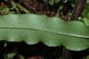 image of Campyloneurum falcoideum