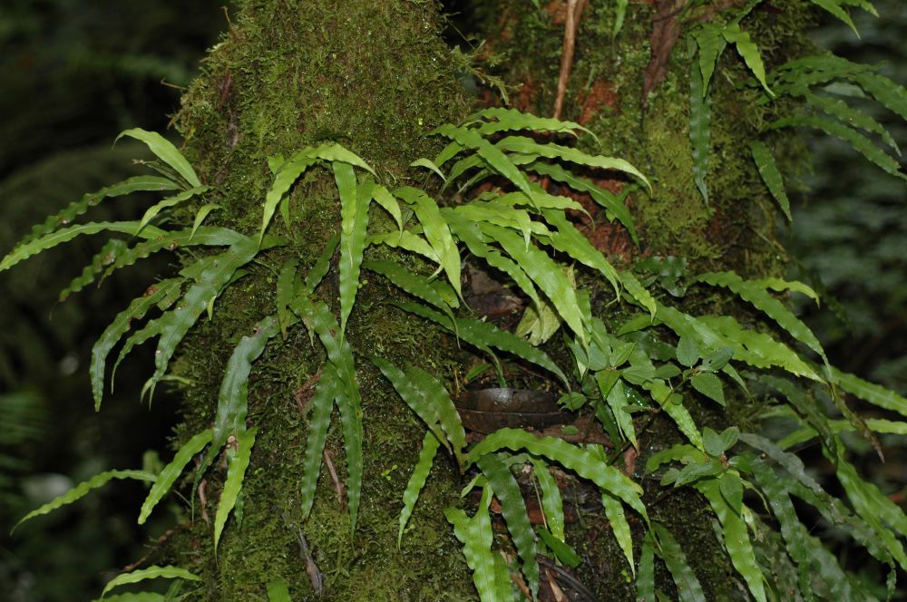 Polypodiaceae Campyloneurum falcoideum