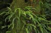 image of Campyloneurum falcoideum