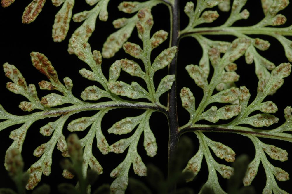Pteridaceae Gaga marginata
