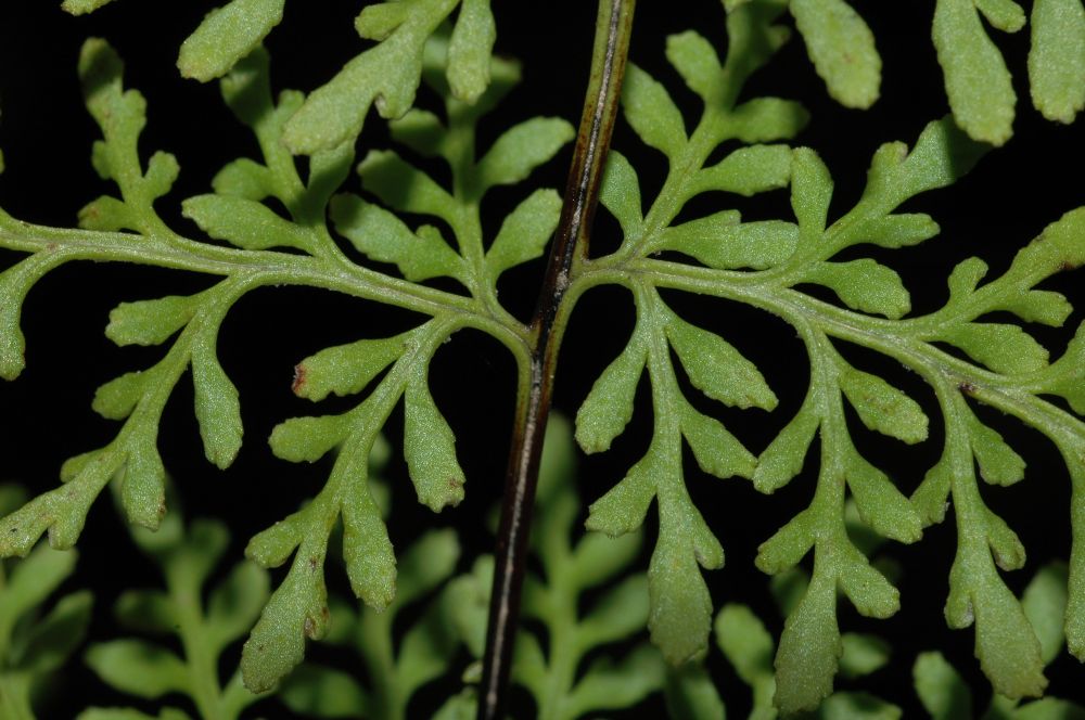 Pteridaceae Gaga marginata