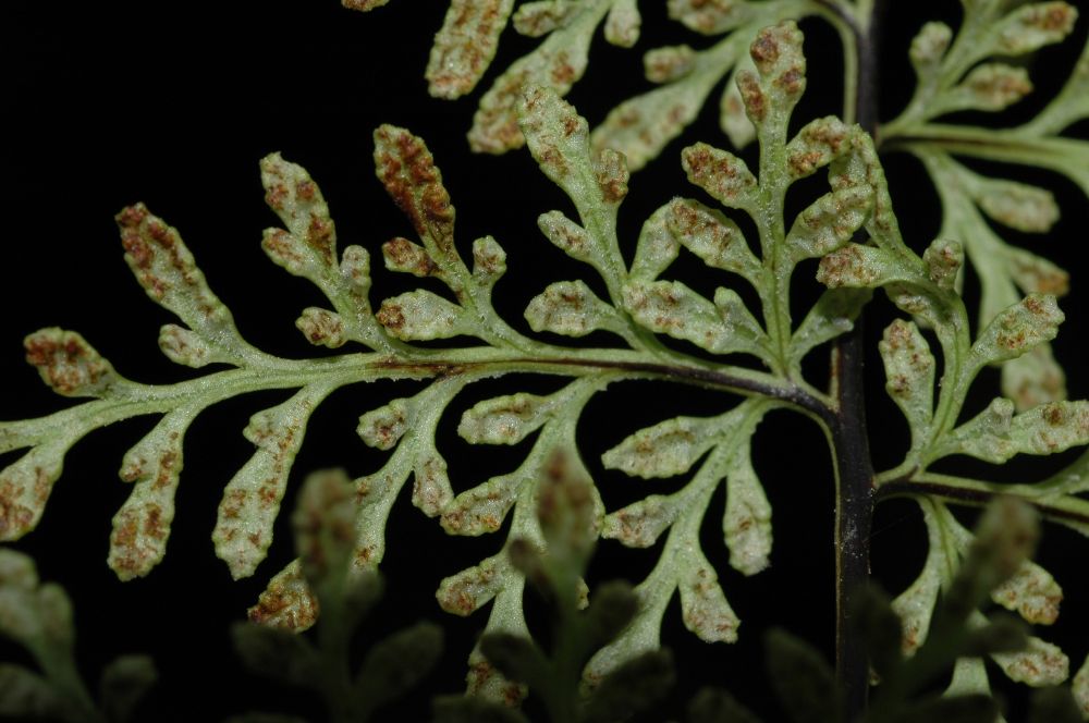 Pteridaceae Gaga marginata