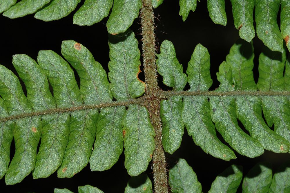 Dryopteridaceae Ctenitis hemsleyana