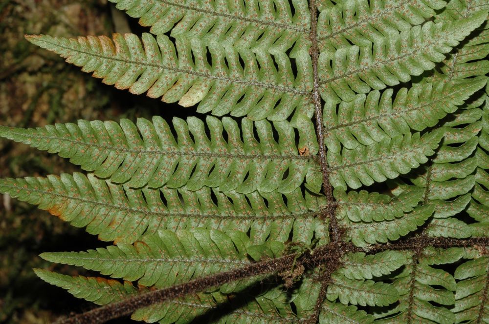 Dryopteridaceae Ctenitis hemsleyana