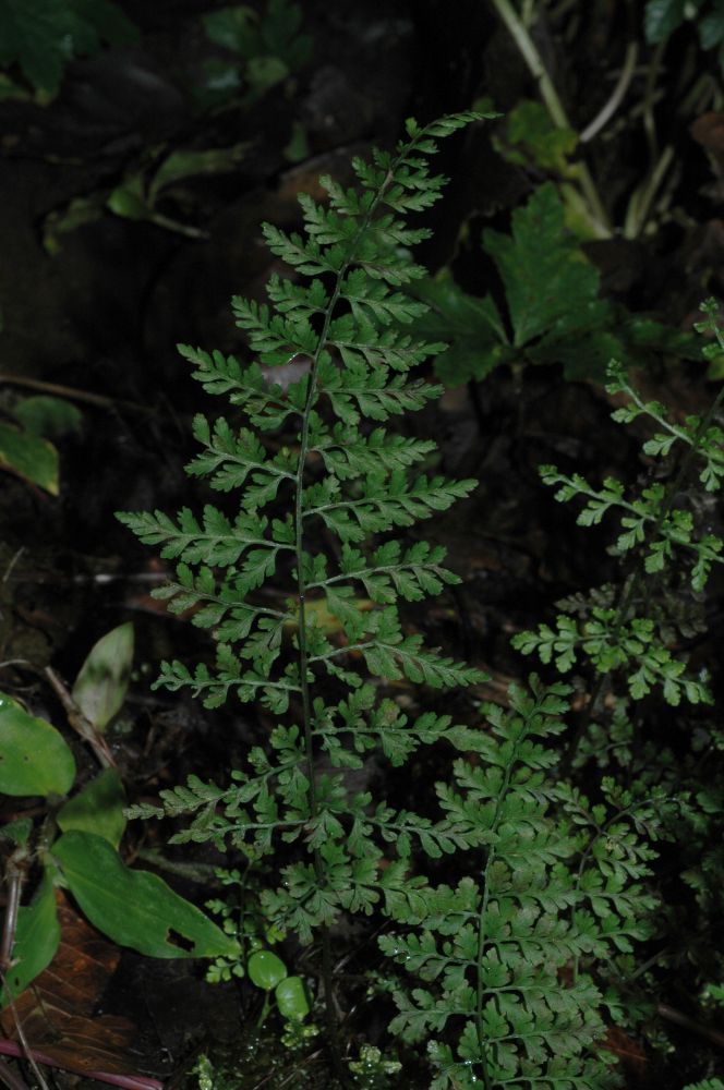 Cystopteridaceae Cystopteris fragilis
