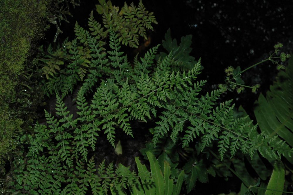 Cystopteridaceae Cystopteris fragilis