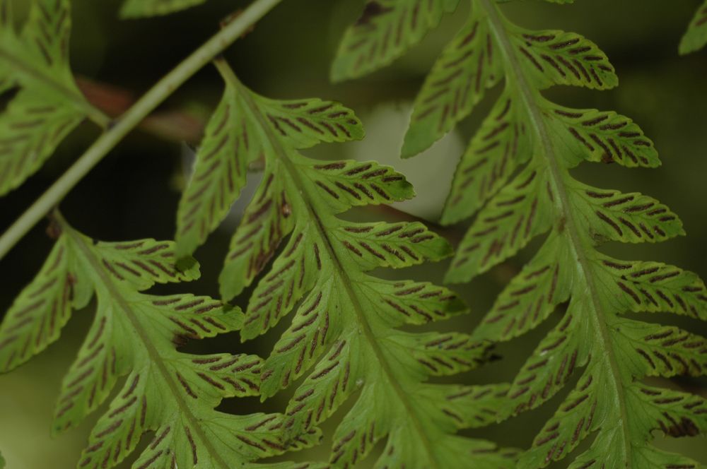 Athyriaceae Diplazium subsylvaticum