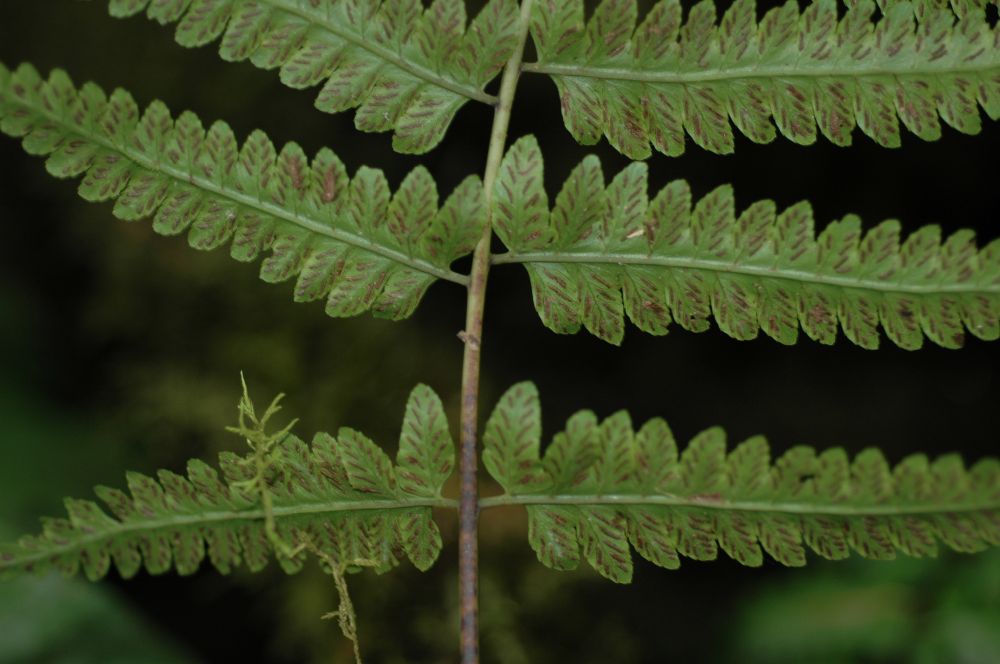 Athyriaceae Diplazium subsylvaticum
