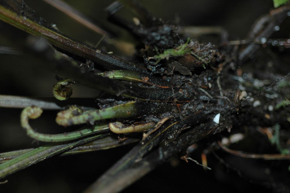 Athyriaceae Diplazium subsylvaticum