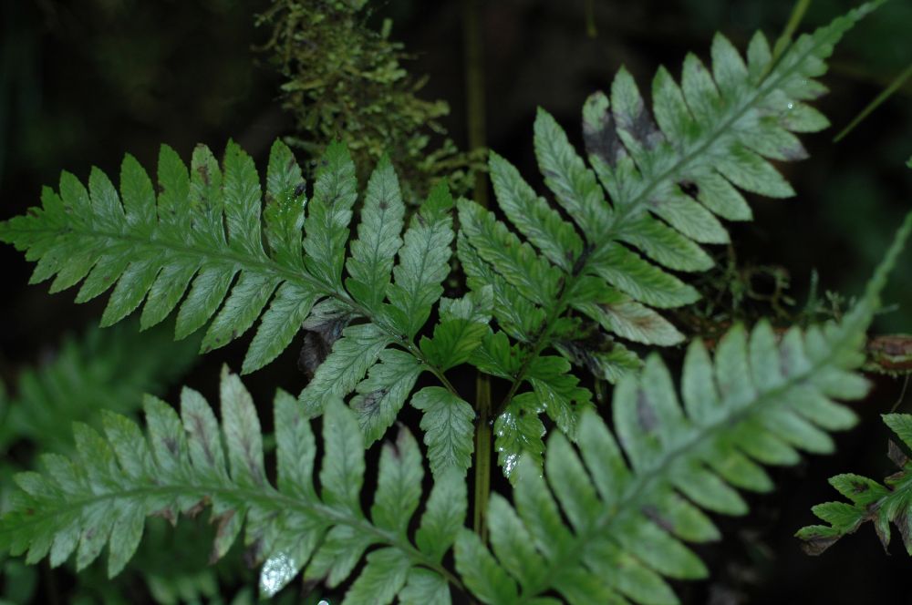 Athyriaceae Diplazium subsylvaticum