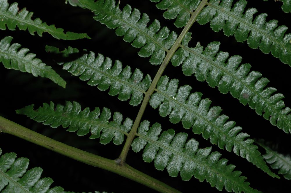 Athyriaceae Diplazium diplazioides