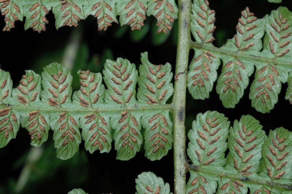 Athyriaceae Diplazium diplazioides