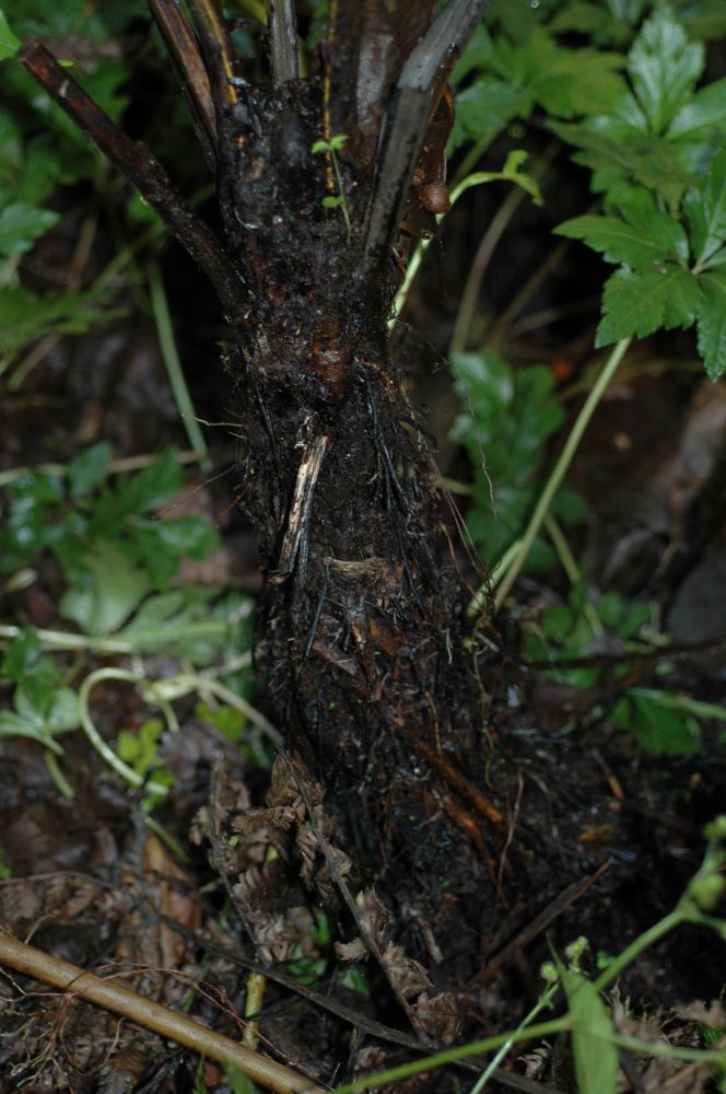 Athyriaceae Diplazium diplazioides