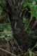 image of Diplazium diplazioides