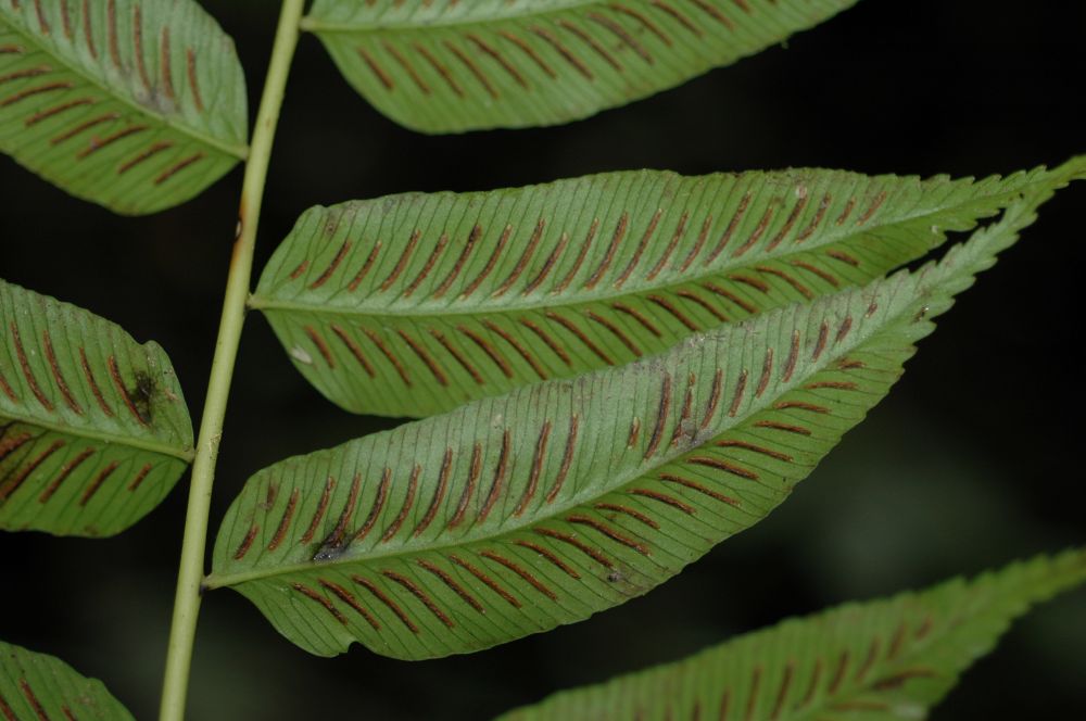 Athyriaceae Diplazium sanctae-rosae