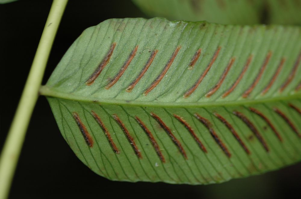 Athyriaceae Diplazium sanctae-rosae