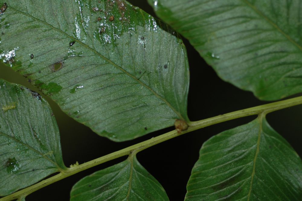 Athyriaceae Diplazium sanctae-rosae