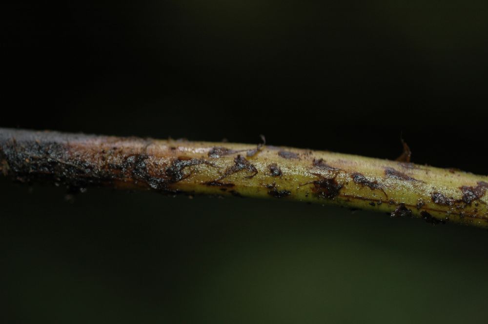 Athyriaceae Diplazium sanctae-rosae