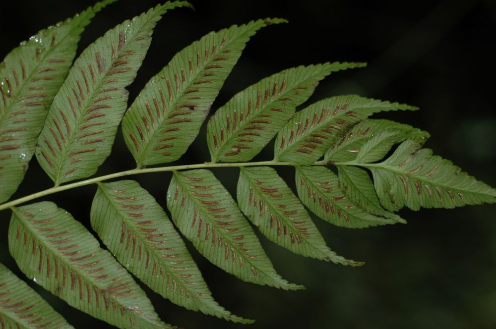 Athyriaceae Diplazium sanctae-rosae