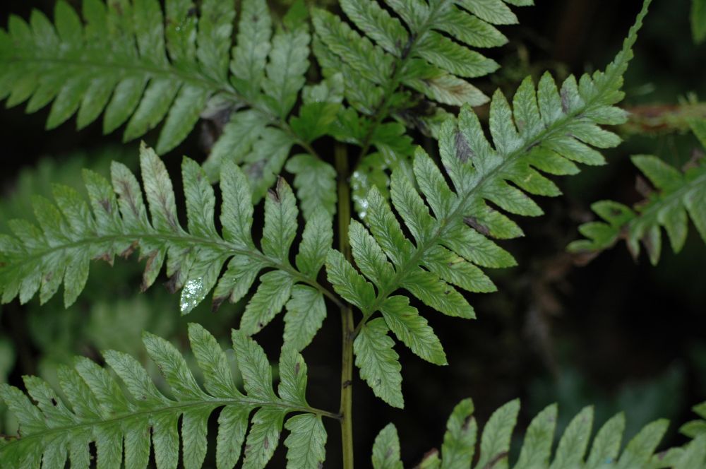 Athyriaceae Diplazium subsylvaticum
