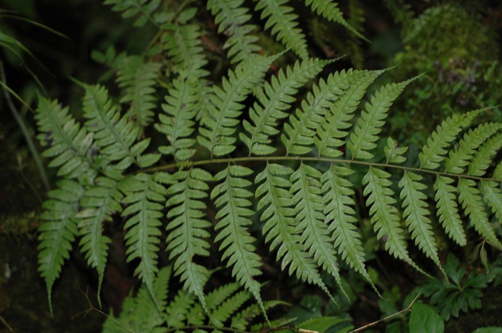 Athyriaceae Diplazium subsylvaticum