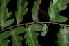 image of Diplazium subsylvaticum