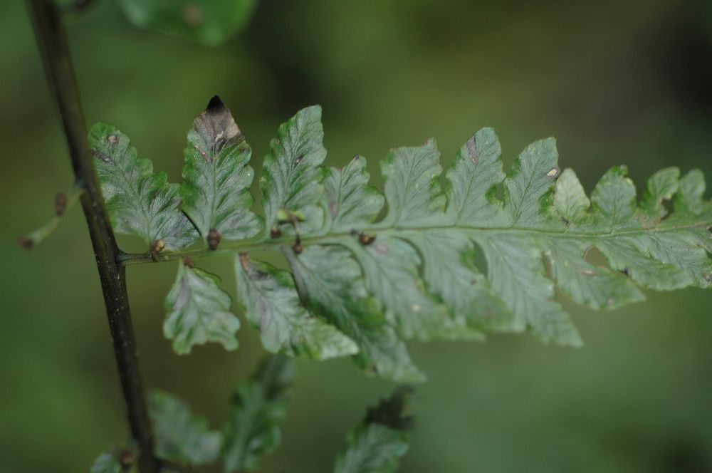 Athyriaceae Diplazium subsylvaticum