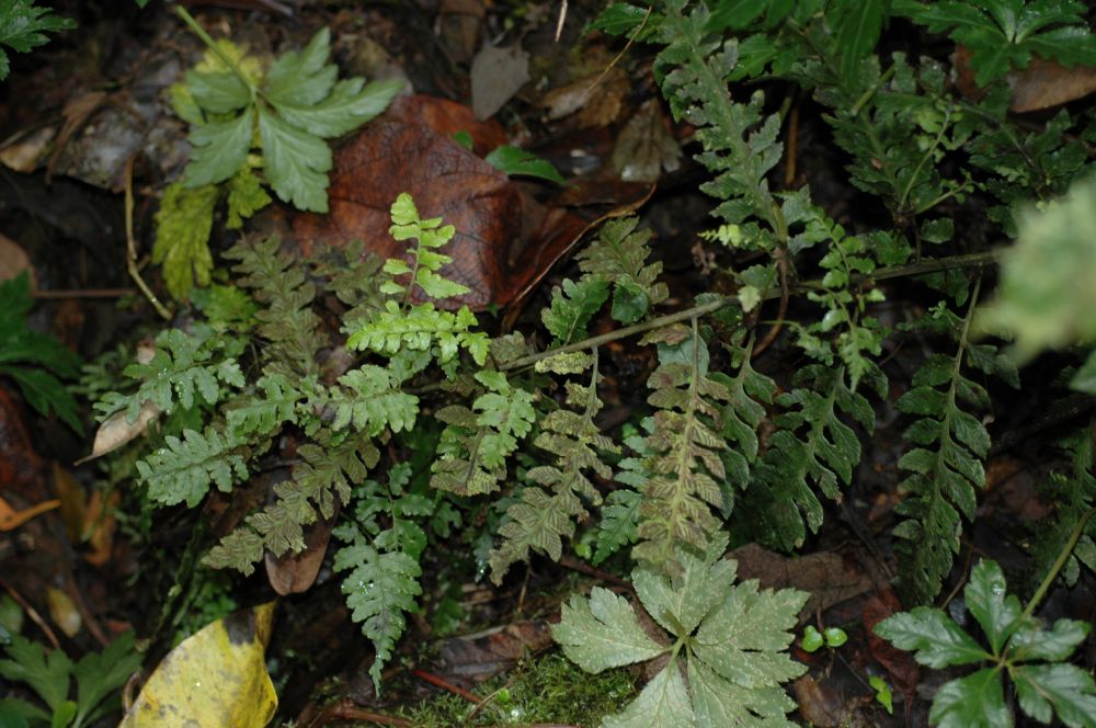 Athyriaceae Diplazium subsylvaticum