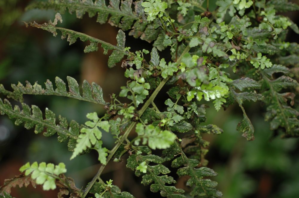 Athyriaceae Diplazium subsylvaticum