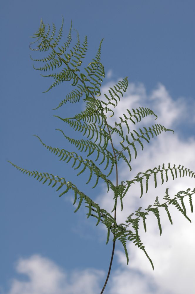 Pteridaceae Pityrogramma austroamericana