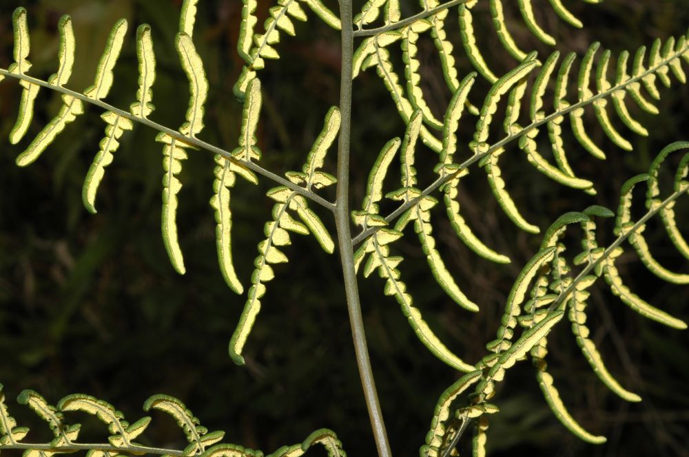Pteridaceae Pityrogramma austroamericana