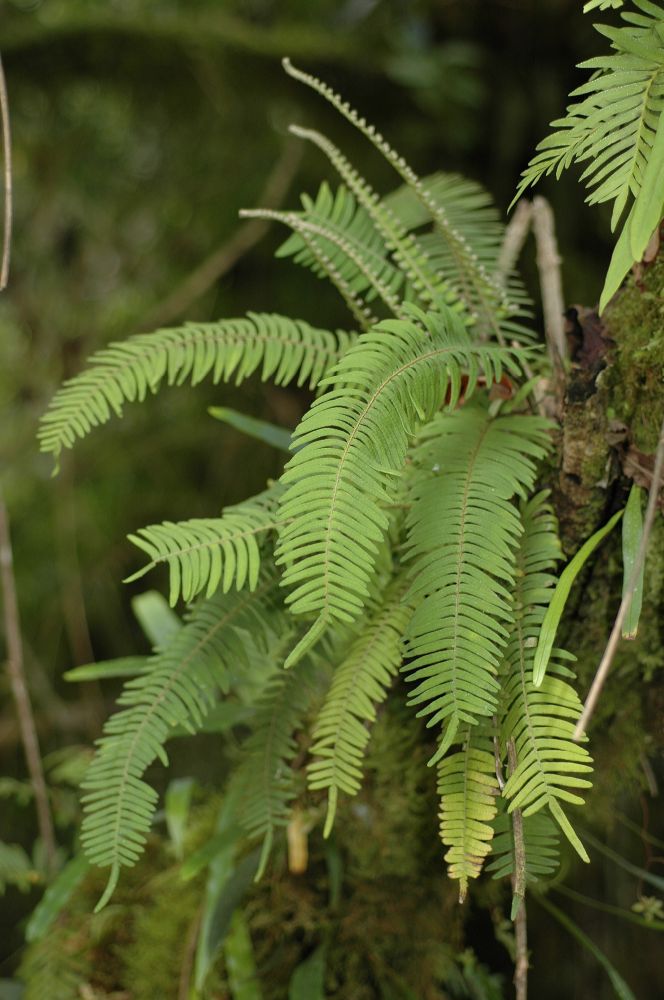 Polypodiaceae Pleopeltis myriolepis