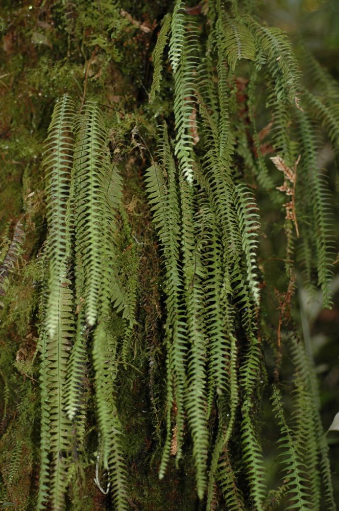 Grammitidaceae Terpsichore asplenifolia