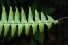 image of Terpsichore asplenifolia