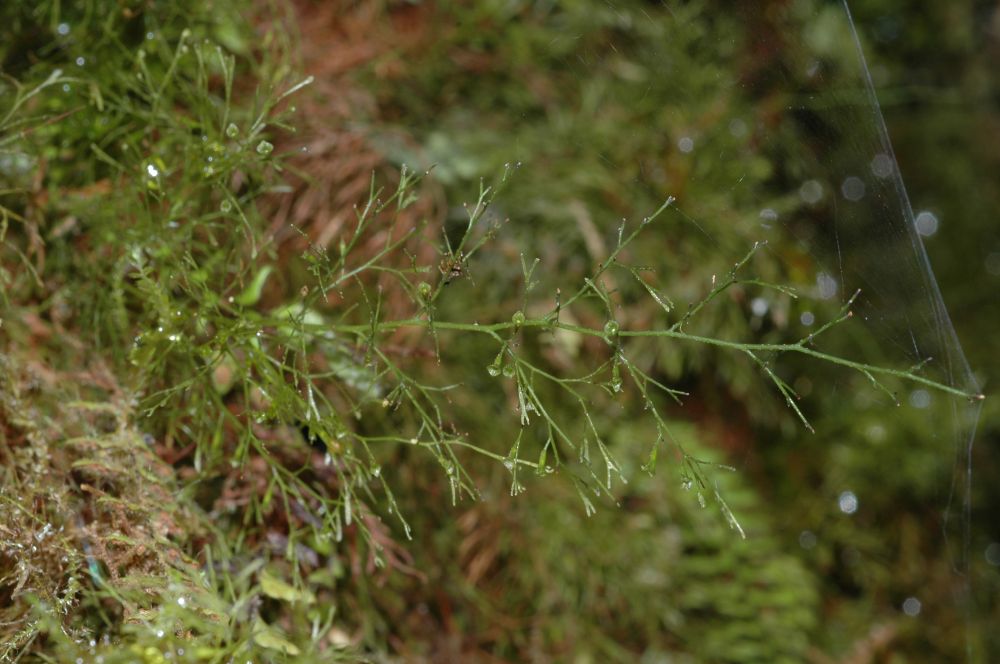 Hymenophyllaceae Polyphlebium capillaceum