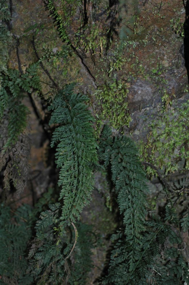 Hymenophyllaceae Vandenboschia radicans