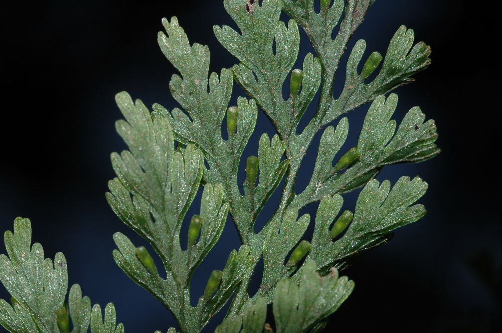 Hymenophyllaceae Vandenboschia radicans