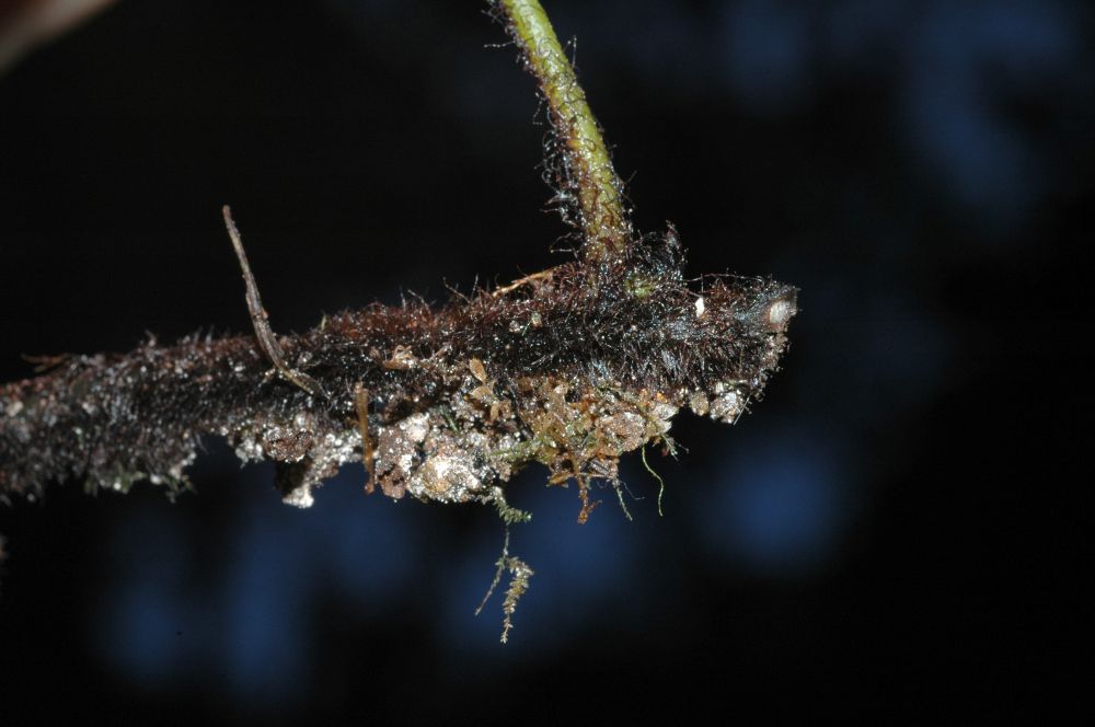 Hymenophyllaceae Vandenboschia radicans
