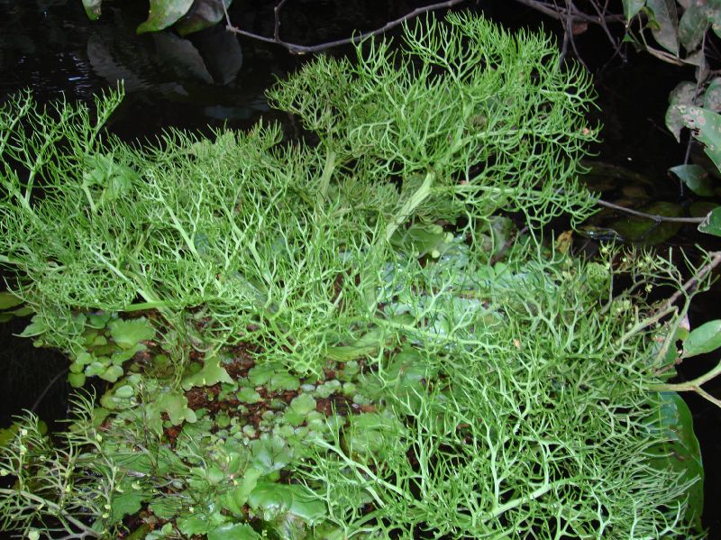 Pteridaceae Ceratopteris pteridoides