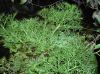 image of Ceratopteris pteridoides