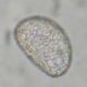 image of Polypodium appalachianum