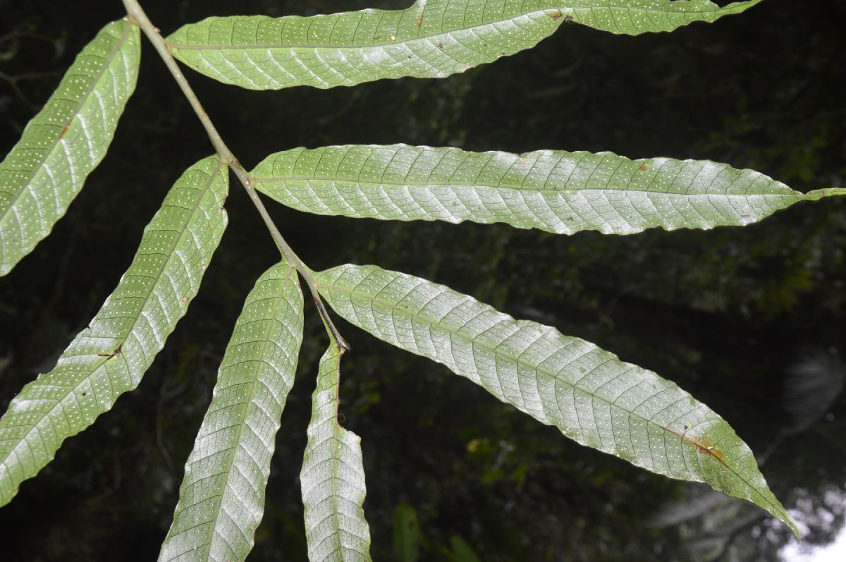 Polypodiaceae Campyloneurum decurrens