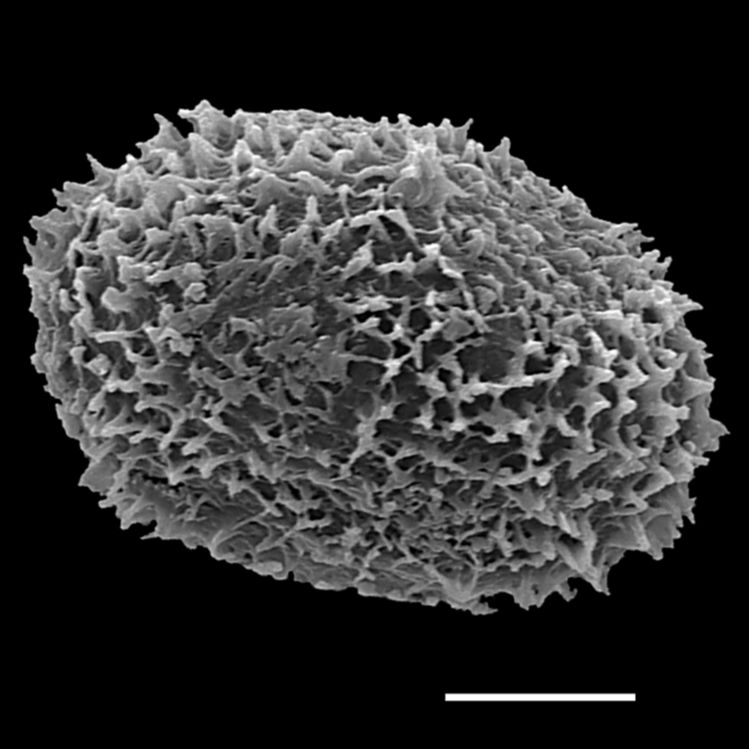 Blechnaceae Diploblechnum diversifolium