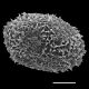image of Diploblechnum diversifolium