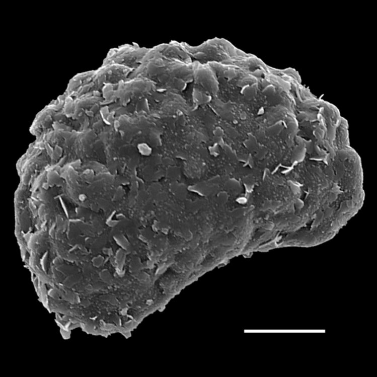 Blechnaceae Diploblechnum fraseri