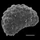 image of Diploblechnum fraseri