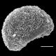 image of Diploblechnum fraseri