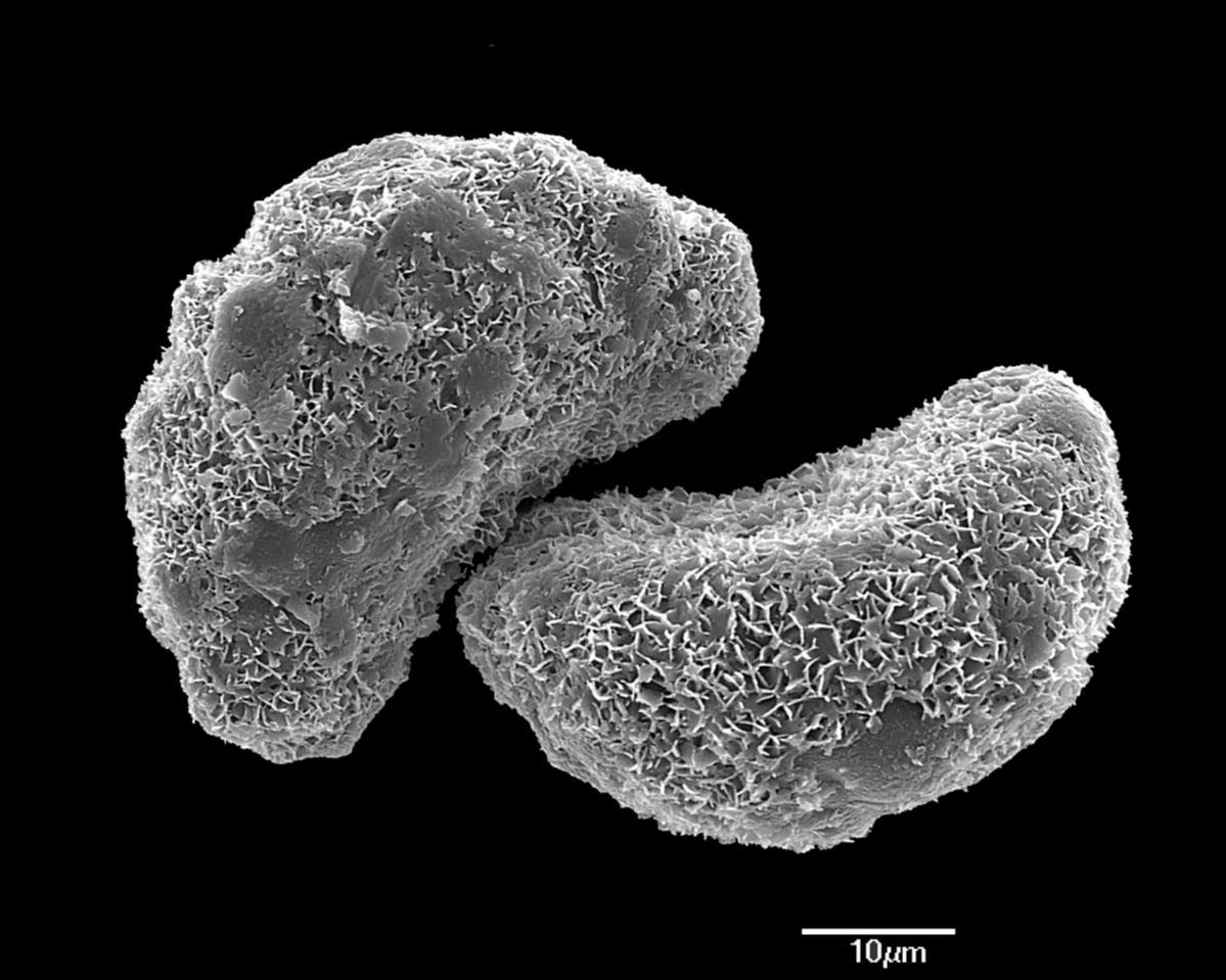 Blechnaceae Diploblechnum fraseri