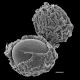 image of Lomariocycas schomburgkii